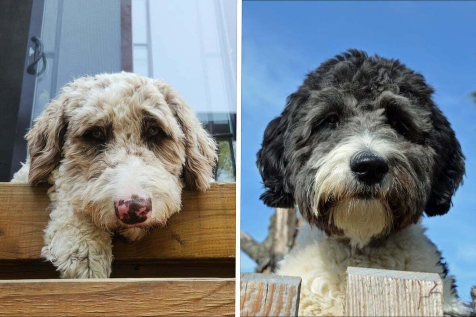 An Australian Shepherd Poodle mix is available in different coat colors.