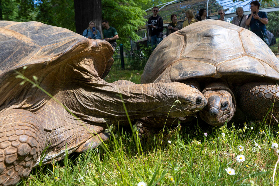 Der dreifache Hugo! Dresdner Zoo-Schwergewichte spazieren in den Sommer