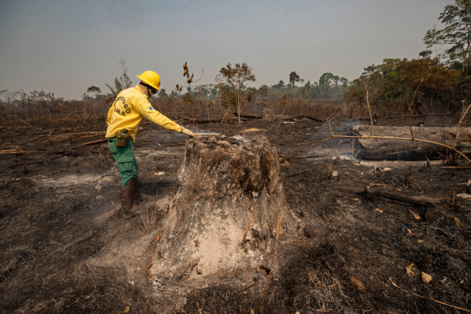 An official of the state environmental authority IBAMA inspects an area that was destroyed by fire.