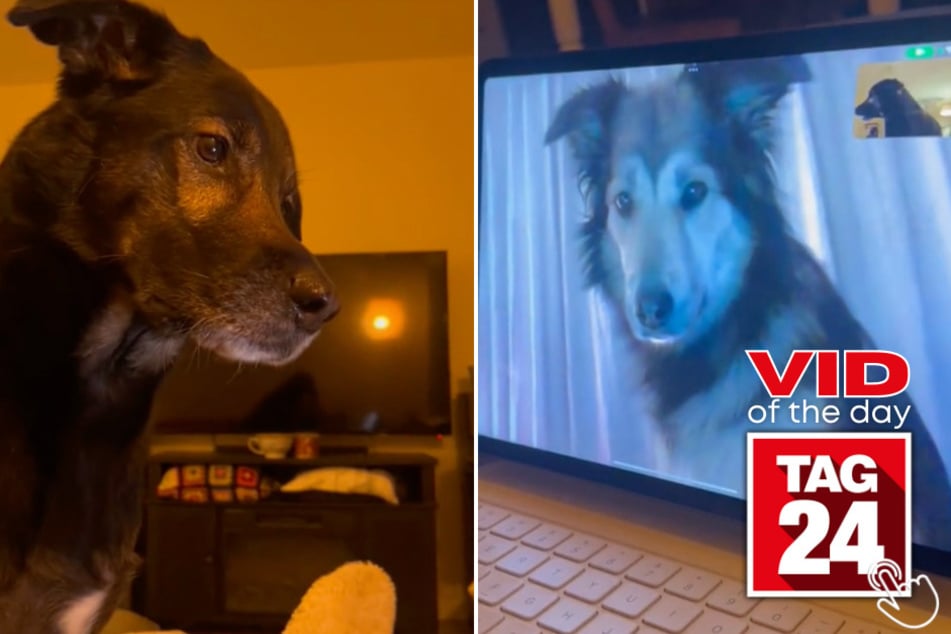 Today's Viral Video of the Day features a heartwarming FaceTime reunion between two long-distance pup pals!