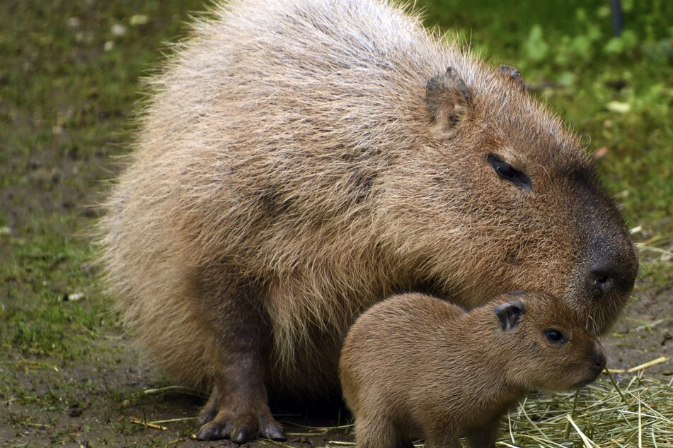 Anderorts eine Delikatesse: Zoo Leipzig freut sich über Nachwuchs bei den Capybaras