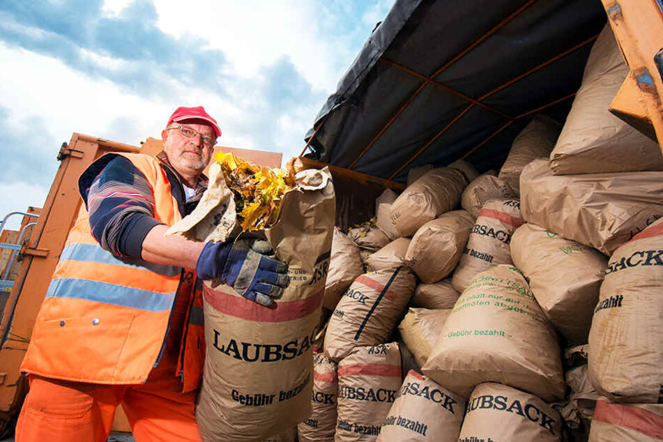 Voller Laubcontainer: ASR-Mitarbeiter Volkmar Schalling (59) beim Umstapeln der 60-Liter-Laubsäcke auf dem Wertstoffhof in der Blankenburger Straße.