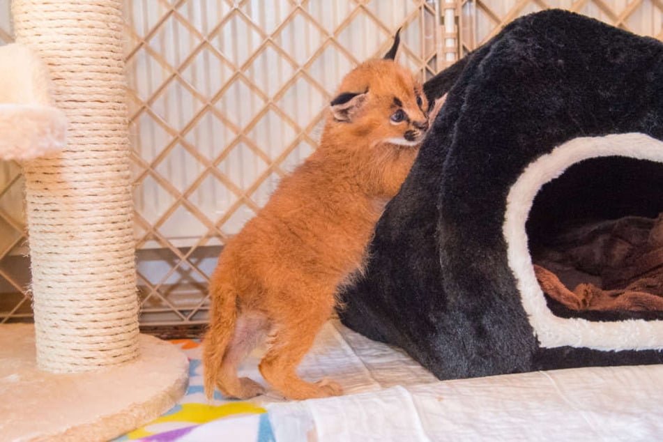 800 Gramm wiegt das Wildkatzenbaby und ist 30 Zentimeter groß.