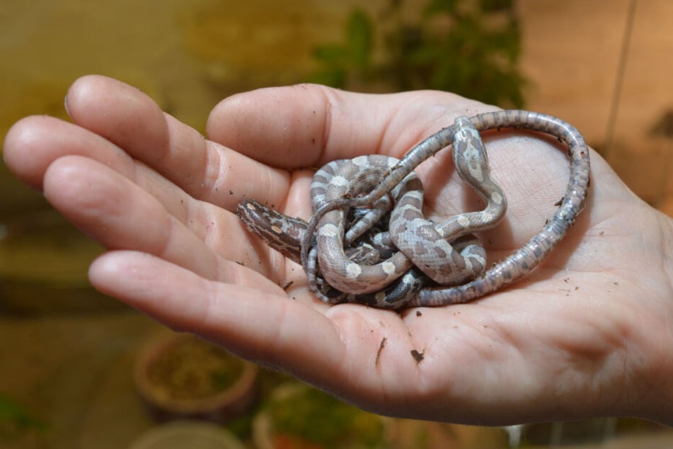 So groß wie Regenwürmer: Vier frisch geschlüpfte Babyschlangen überraschten die Mitarbeiter im Auer Zoo der Minis.