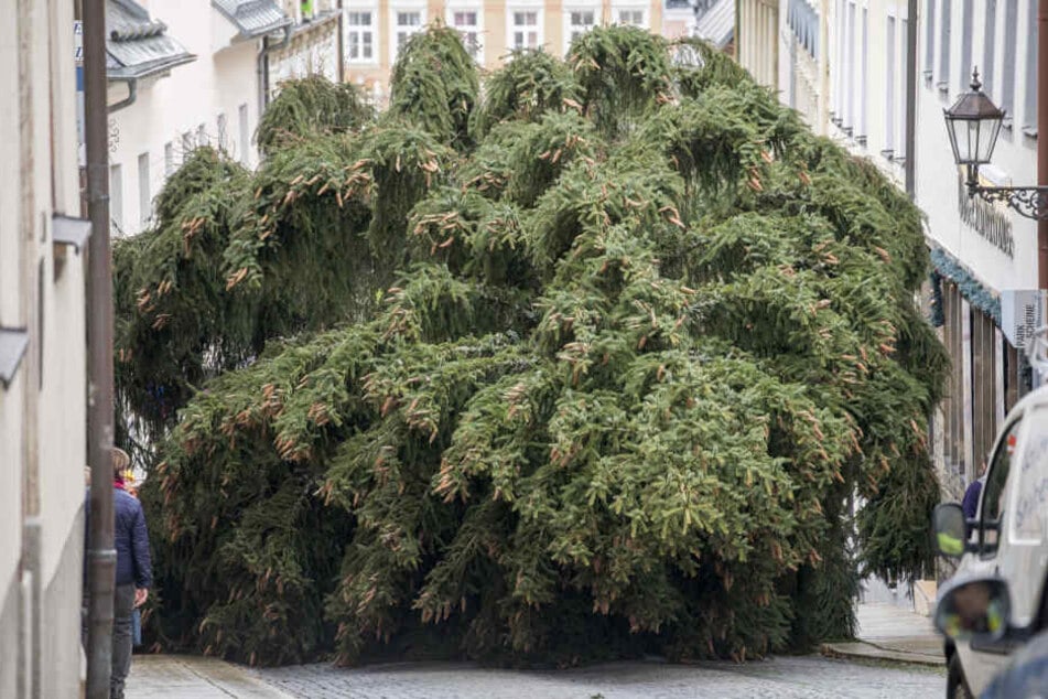 Da passt nicht mehr viel dazwischen: Die Fichte wird über die Große Kirchgasse zum Markt gebracht.