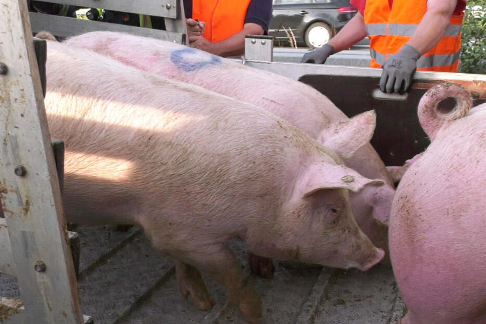 Die verunglückten Schweine mussten befreit und neu verladen werden.
