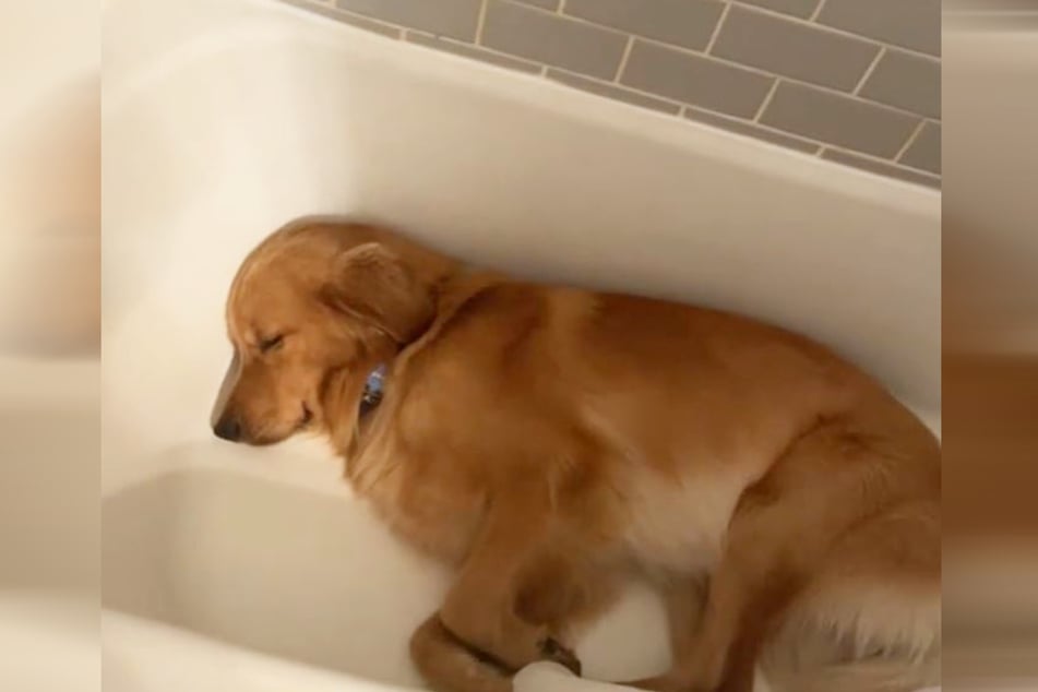 Golden Retriever Woodford pfeift auf sein Luxus-Hundebett - er hat doch die Badewanne.