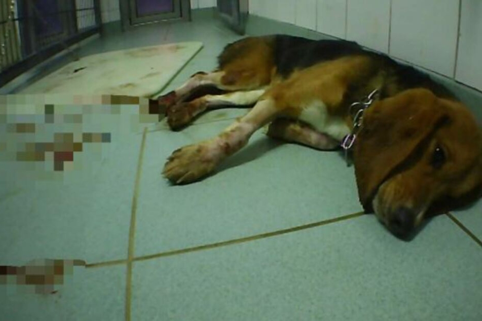Ein Hund verendet qualvoll nach einem Versuch im LPT.