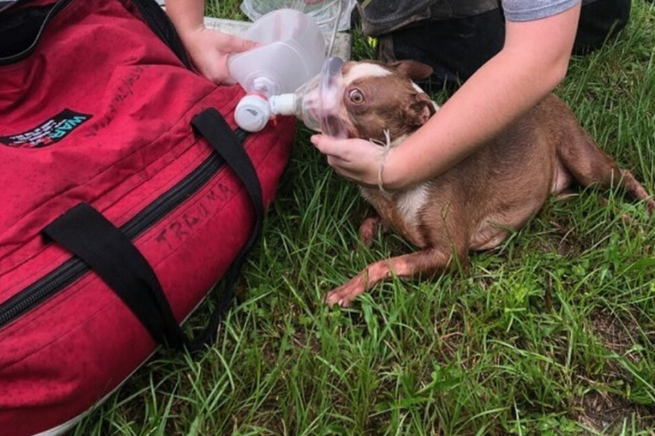 Firefighters treated the puppies rescued from the burning home for smoke inhalation.