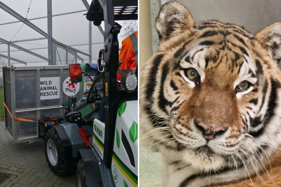 Dank des Einsatzes der Tierschützer konnten die beiden Tiger-Damen schnell in ihr neues Zuhause einziehen.