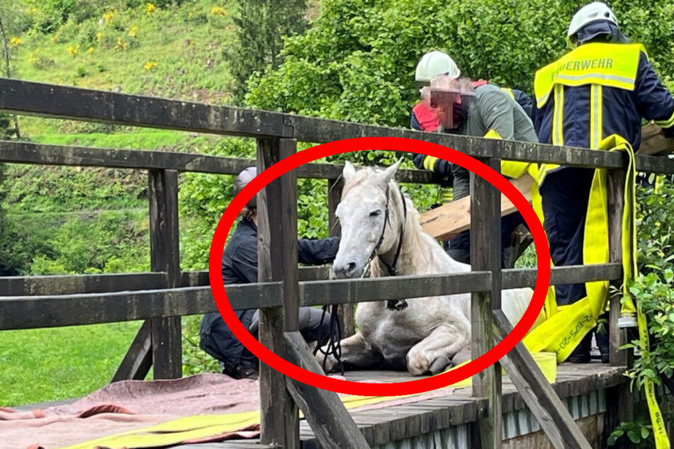 Reiterin will mit Pferd über Fußgänger-Brücke, doch das geht gehörig schief