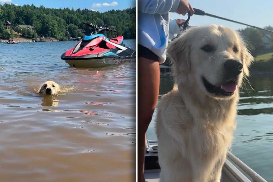 Archivbilder: Hier im Urlaub am See war die Welt für Golden Retriever Atlas noch in Ordnung gewesen.
