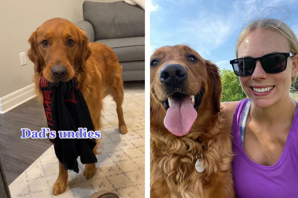 A viral clip of a dog's "punishment" for stealing clothing has the internet crying, as this golden retriever is a klepto!