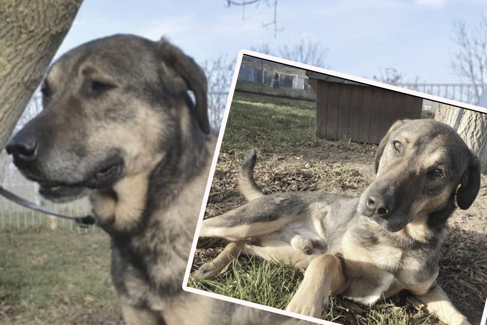 Cicero ist ein Hütehund - seine potenziellen neuen Besitzer sollten auf jeden Fall Hundeerfahrung mitbringen.