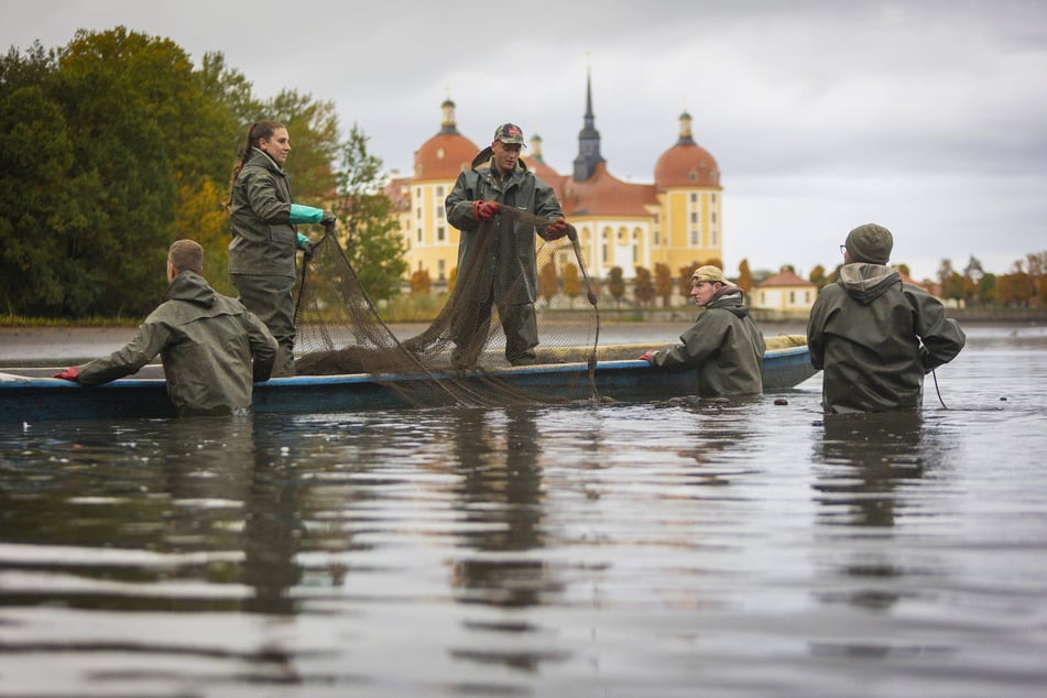 Das Abfischen beim "Fisch und Waldfest" in Moritzburg ist ein Besuchermagnet. Selten kann man fleißigen Fischern vor so schöner Kulisse beim Arbeiten zuschauen.