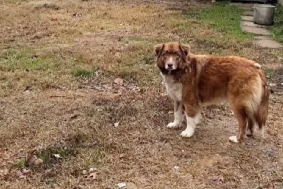 Hund wartet zu Hause auf seine Besitzer: Doch die Wahrheit bricht so vielen das Herz