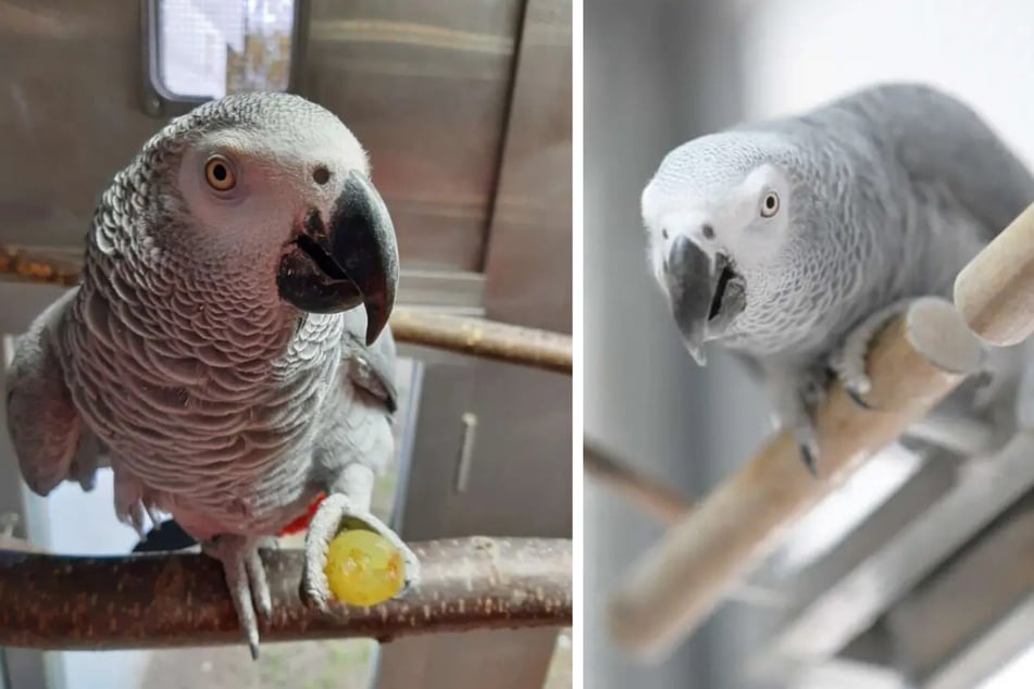 Papagei Kuki benötigt in seiner künftigen Vogel-WG viele Klettermöglichkeiten.