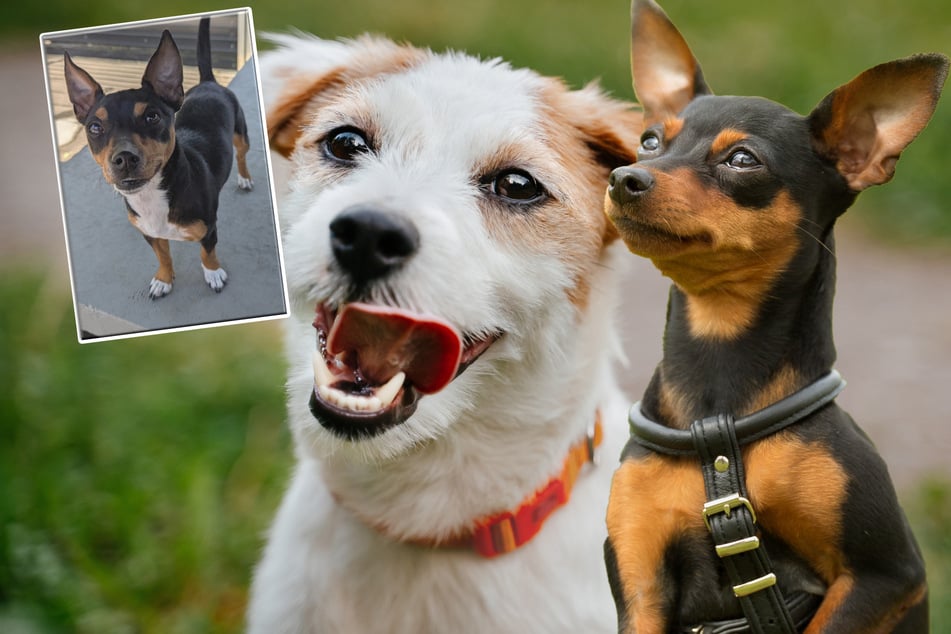 Looney entstand aus einer Liaison eines Pinschers und eines Jack Russell Terriers. (Symbolfoto)