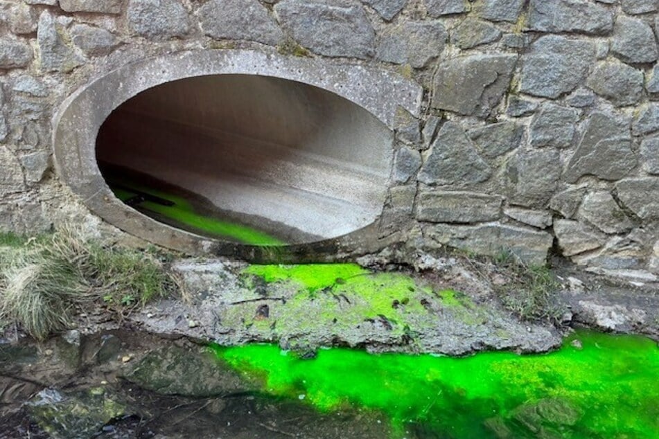 Im Kaitzbach war plötzlich eine neongrüne Verfärbung zu sehen.