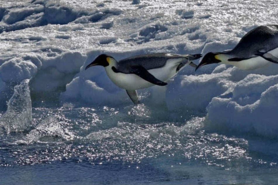 Emperor penguins, now declared endangered, dive into the water in Antarctica.
