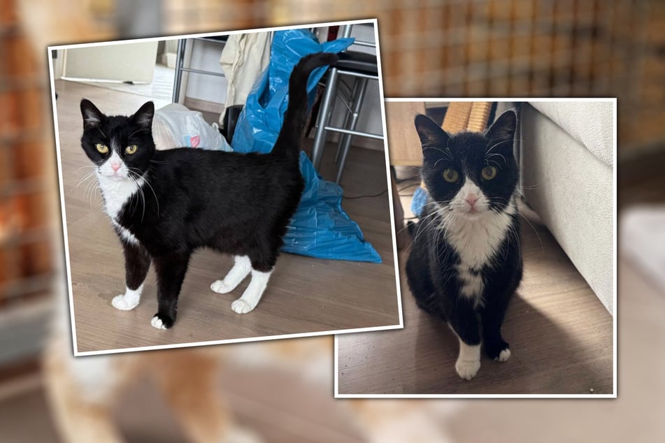 Da ihr Herrchen ins Hospiz muss, ist Molly auf sich allein gestellt.