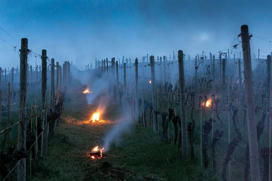 Das Weingut Schuh hat kleine Feuer in der Steillage "Meißner Klausenberg" entzündet.