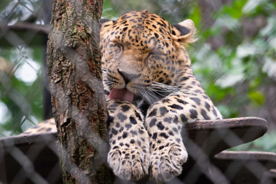 Die Leopardin Mor verstarb im Alter von sieben Jahren.