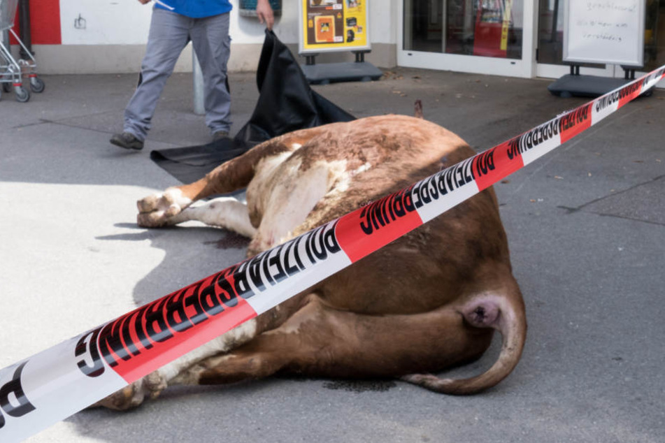 Der Bulle musste von den alarmierten Polizisten erschossen werden. (Symbolbild)