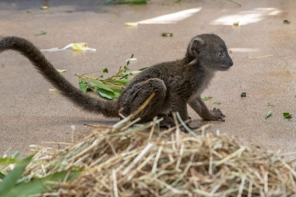 Der Bambuslemur "Nivo" entdeckt die Welt des Kölner Zoos für sich.