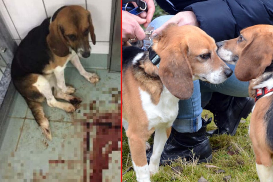 176 Hunde nach Schließung von Hamburger Todeslabor gerettet!