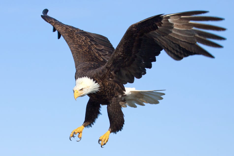 Der Weißkopfseeadler wird auch als "Herrscher der Lüfte" bezeichnet und ist das Wappentier der USA. (Symbolbild)