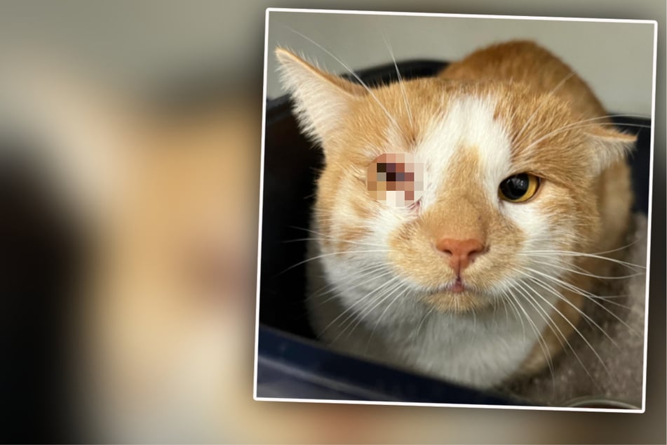 Katze landet mit krankem Auge im Tierheim: Der Anblick ist nichts für schwache Nerven