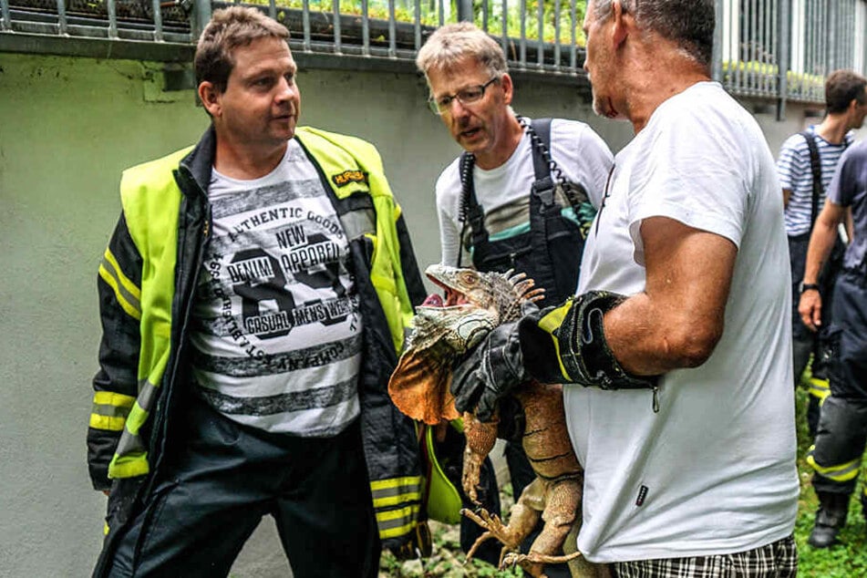 Fest im Griff seines Besitzers befindet sich Leguan "Freddy", nachdem die Feuerwehr das ausgebüxte, eineinhalb Meter lange Tier von einem Baum geholt hatte.