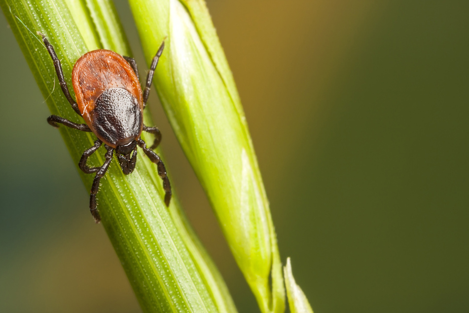 Zecken treiben schon länger in der Natur ihr Unwesen. Vielerorts gesellt sich nun auch Konkurrenz aus der Luft dazu.