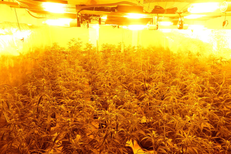 Polizei geht Einbruchsversuch nach und findet riesige Cannabis-Plantage