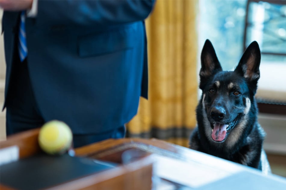 Biden's presidential pooch is in special training after biting two people