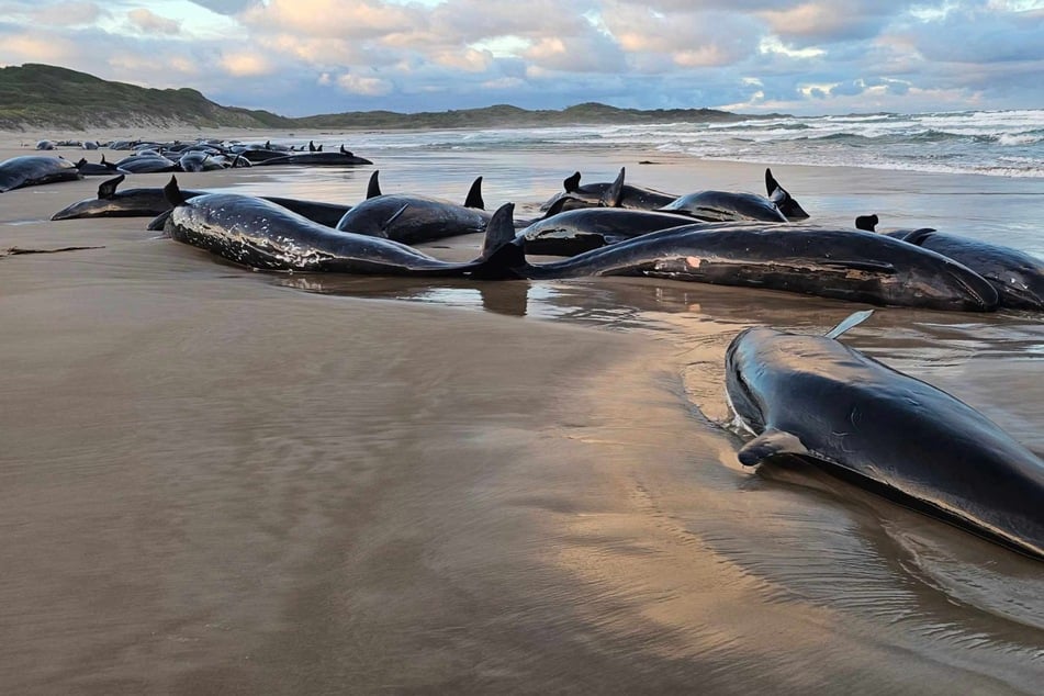 A pod of 157 dolphins was found stranded Wednesday on a remote beach in Australia's southern island of Tasmania, environmental officials said as veterinarians raced to the scene.