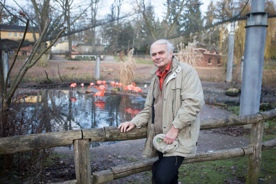 Heimatliebe pur: TV-Tierarzt Klaus Eulenberger (74) im Flamingoland, dem ersten umgesetzten Projekt des von ihm erstellten Masterplans für den Amerika-Tierpark Limbach-Oberfrohna.