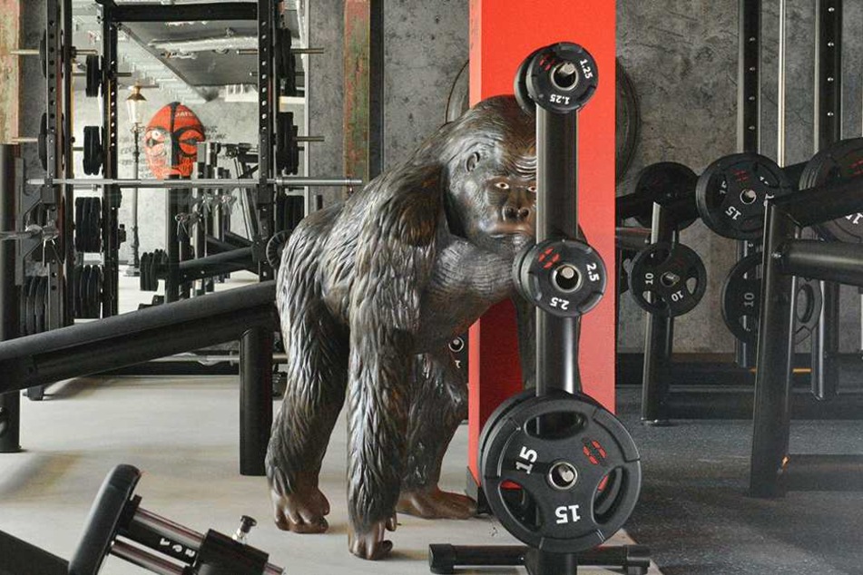 Exotisch: Im Freihantelbereich wacht eine lebensgroße Gorilla-Figur über die künftigen Studiogänger.