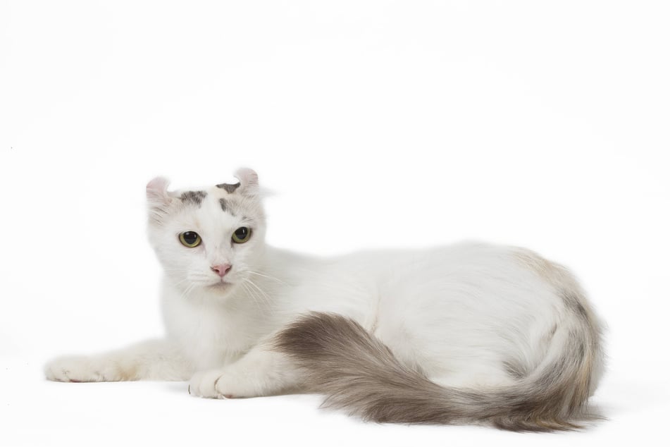 American curls are some of the strangest but most wonderful white cats.