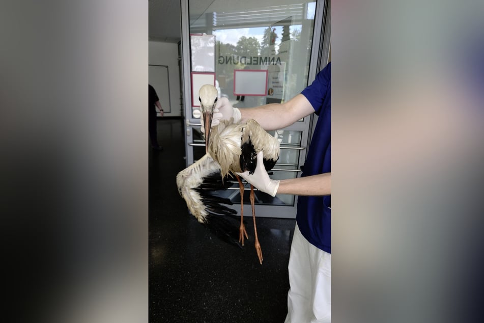 Erschöpft und durchnässt: der kleine Storch nach seiner Rettung.