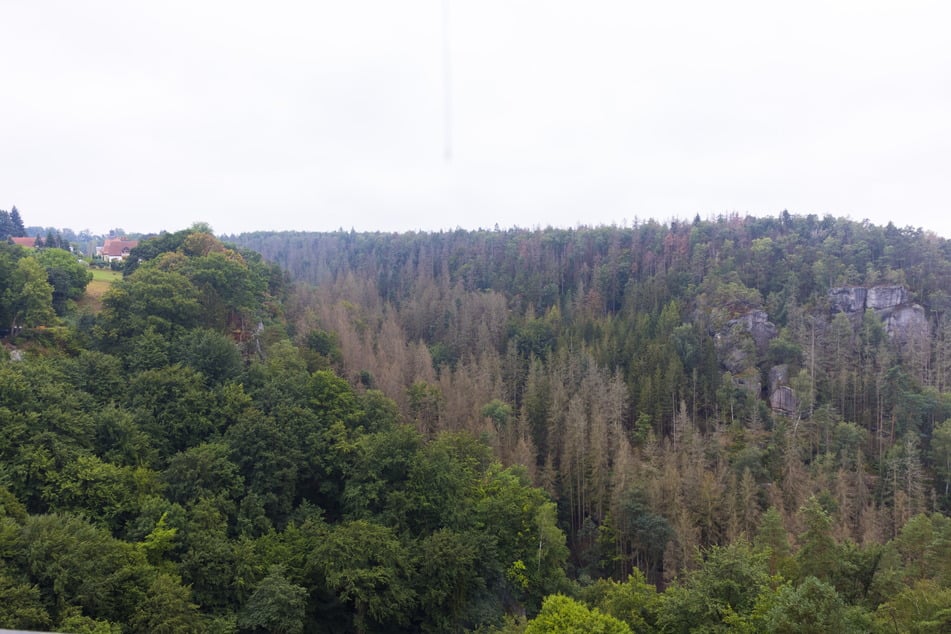 Im Schindergraben bei Hohnstein ist der Fichtenwald vom Borkenkäfer zerstört - braune Streifen kaputter Bäume durchziehen das Grün.