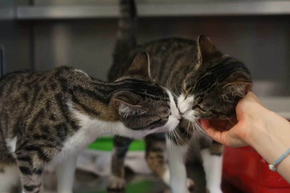 Lara und Luna gibt es nur im Doppelpack zu adoptieren.