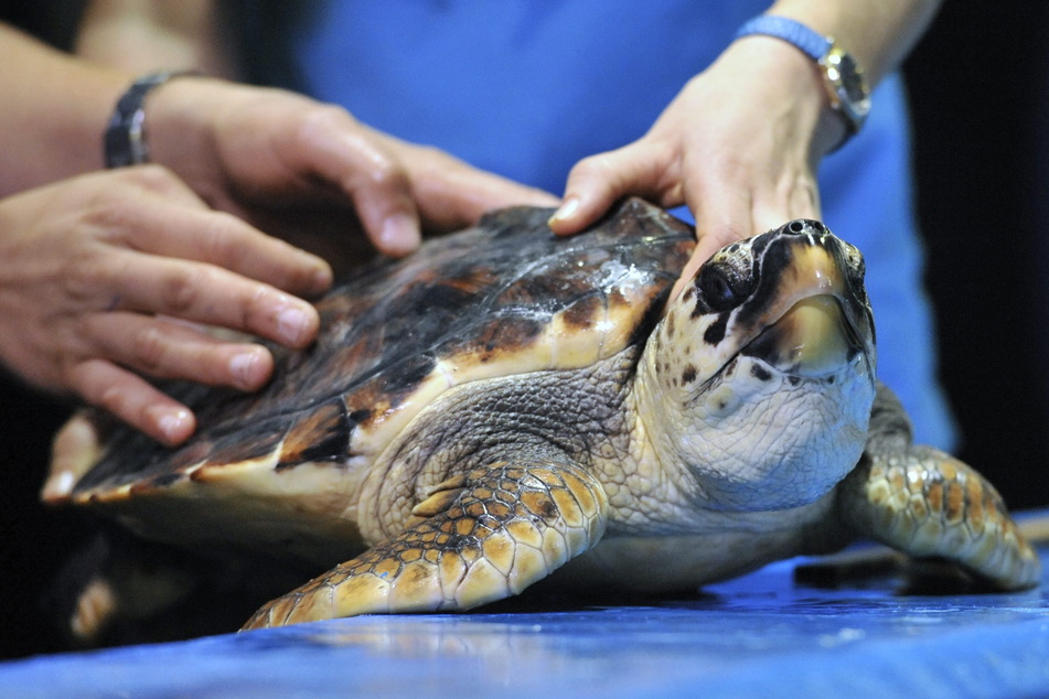 Experten stehen vor Rätsel: Mysteriöse Horror-Krankheit zerfrisst Panzer von Schildkröten