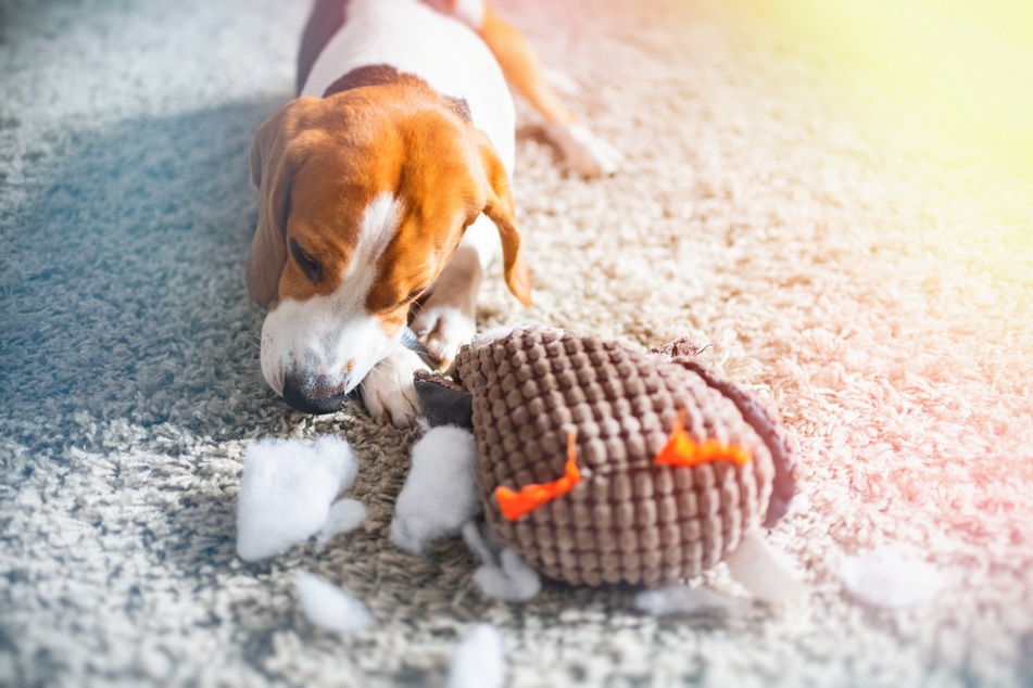 Auch kleine Hunde wollen adäquat beschäftigt werden, um sich ausgelastet zu fühlen.