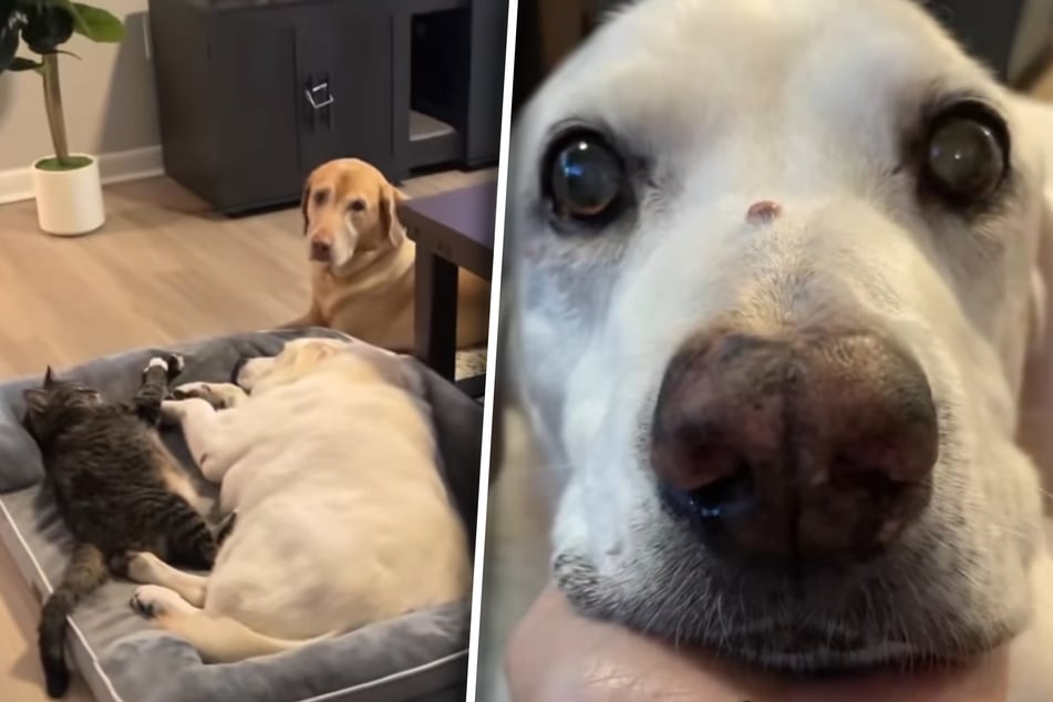 Labrador geht es schlecht: Was anderer Hund und Katze dann tun, lässt Herzen schmelzen