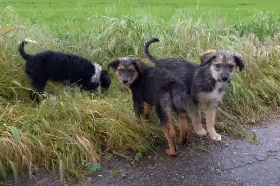 These three puppies were standing soaked on the side of the road in Ukraine.