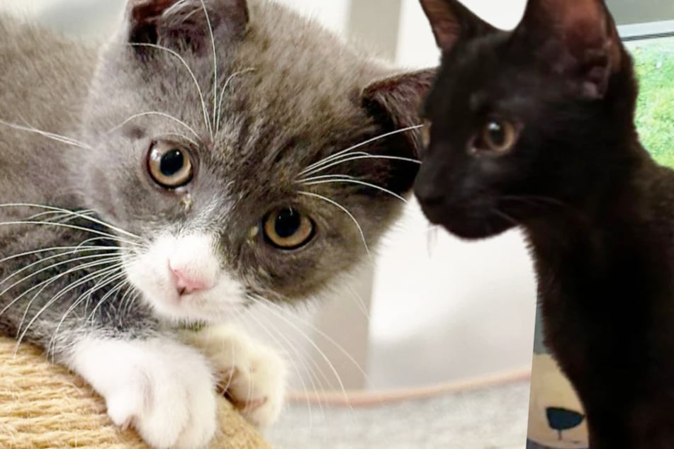 Kater Kapper haalt zijn vriend met deze truc uit zijn slakkenhol: Happy end?