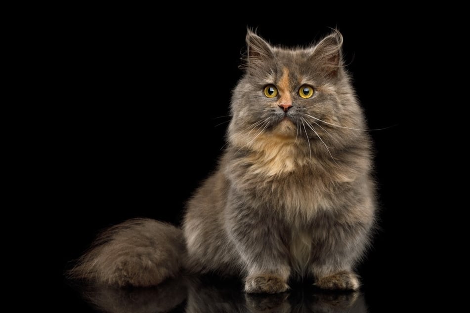 Munchkin cats are incredibly small, but insanely intelligent, feline friends.