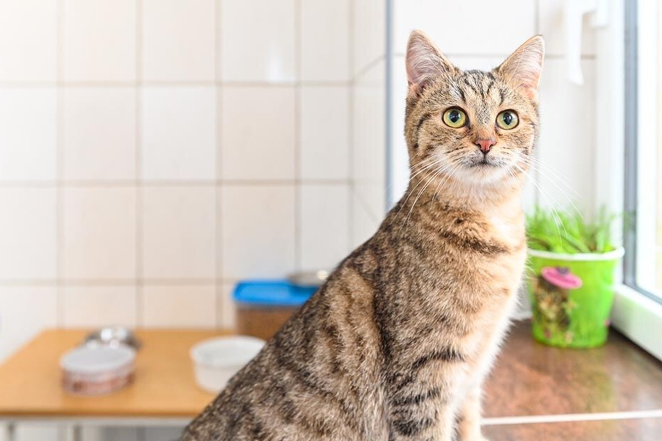 Die junge Gipsy (1) ist noch etwas ängstlich.